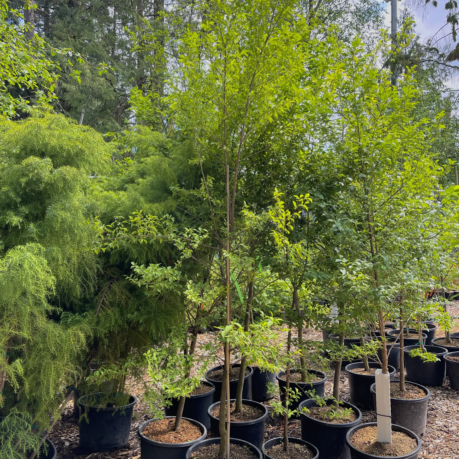 Tree Programs