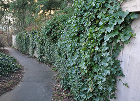 english ivy