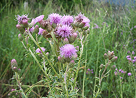 Canadian Thistle