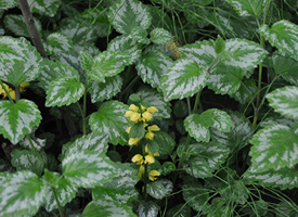 Yellow laminium