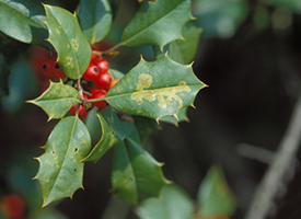 English Holly