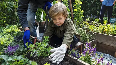 Young boy planting garden