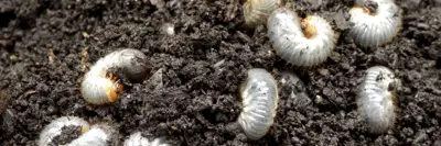 grubs in the dirt