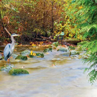 A heron standing in a creek