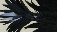 Sculpture - Raven at Heritage Mountain TEASER