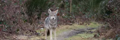 Coyote in the woods looking at the camera
