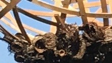 Temporary - Nesting Nests TEASER