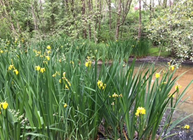 Yellow Flag Iris