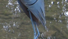 Sculpture - Herons TEASER