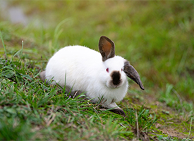 White rabbit with brown ears and nose lying in the grass