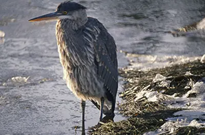 Heron