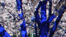 Temporary - The Blue Trees TEASER