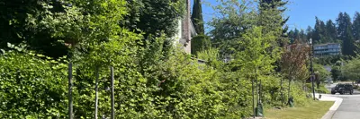 Tree in watering bag along a boulevard