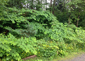 Japanese knotweed