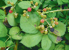 himalayan blackberry
