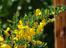 Scotch broom