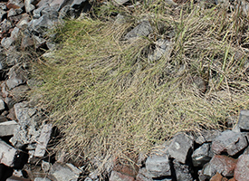 Spartina