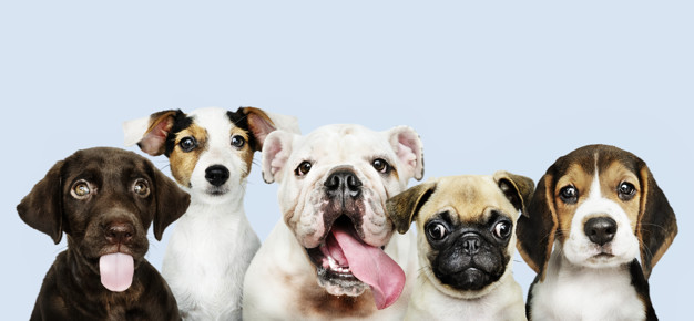 Group of Dogs