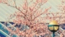 Manfred Kraus, Port Moody's Blue Tree Project