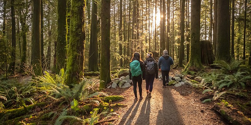 people walking in the forest