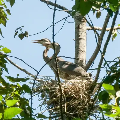 Cranes nesting
