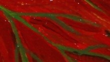 Evelia Espinosa, Maple Leaf