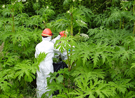 Giant Hogweed