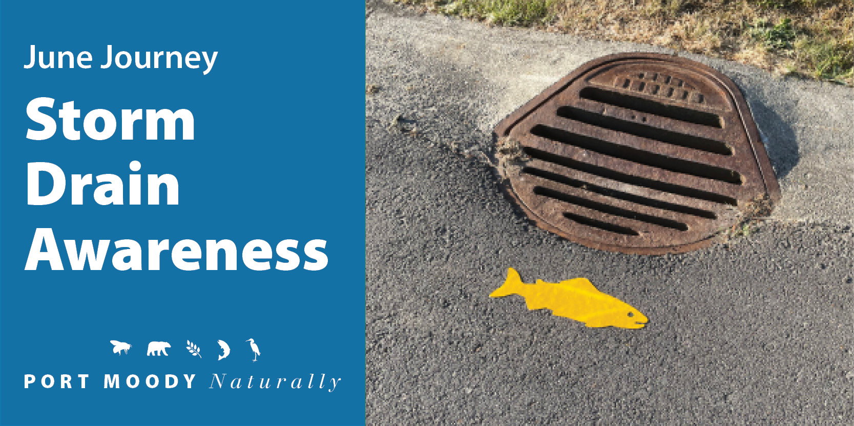 Storm Drain Awareness Image