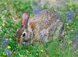 Brown rabbit in the grass