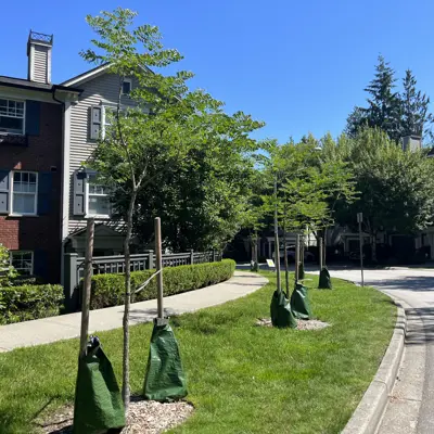 Boulevard trees with watering bags