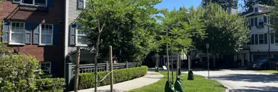 Boulevard trees with watering bags