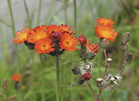 Orange Hawkweed