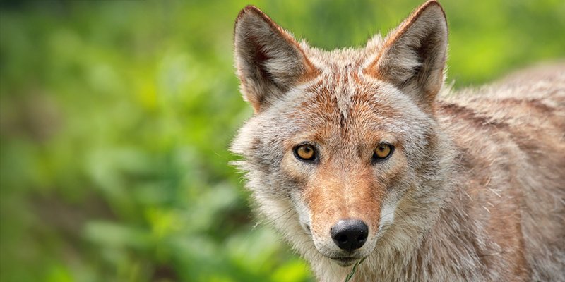 coyote